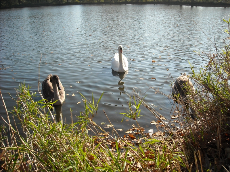 Willkommen Gemeinde Schwepnitz